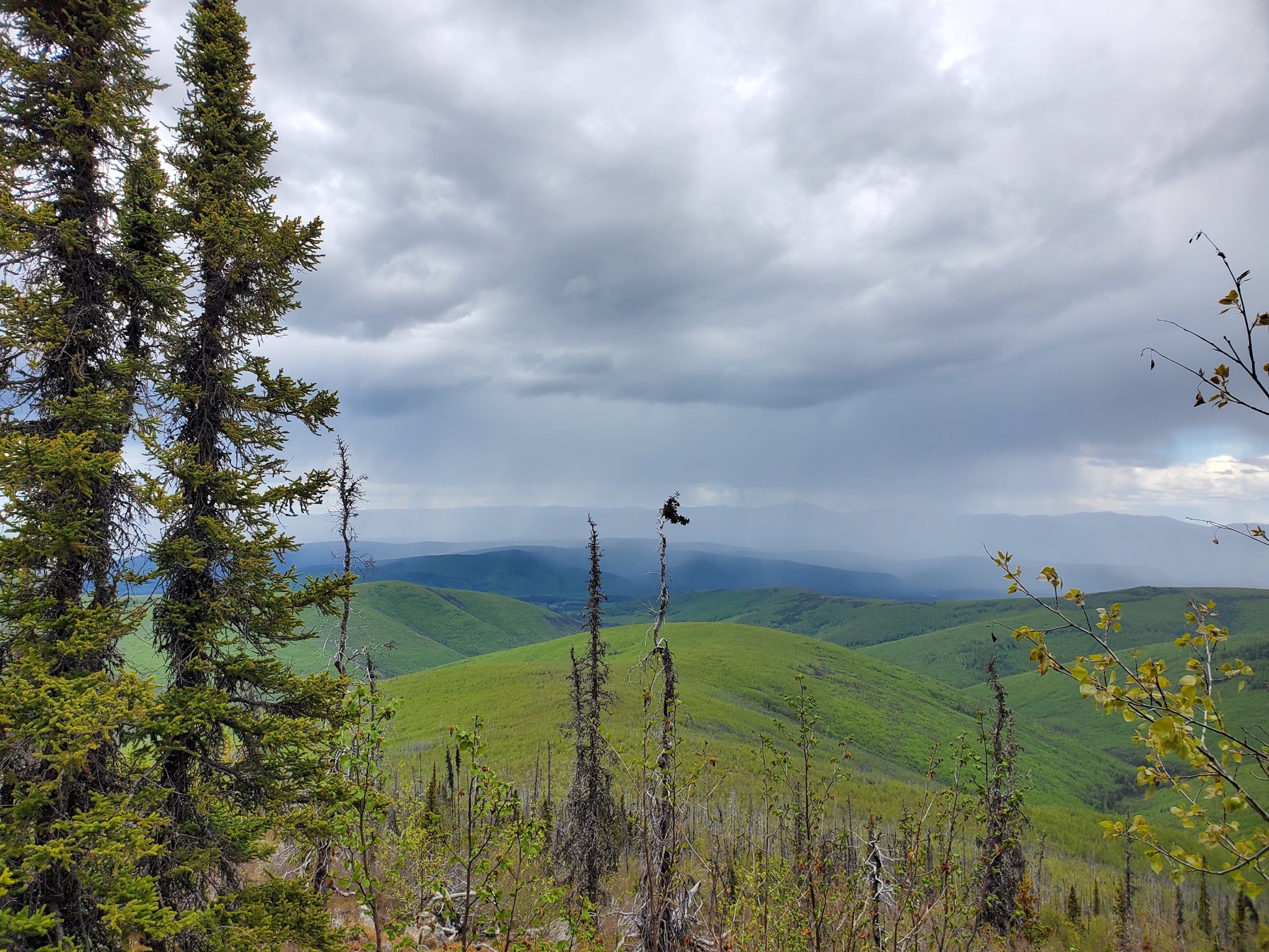 Rain clouds sweeping across green hills in Alaska, framed by evergreen trees.